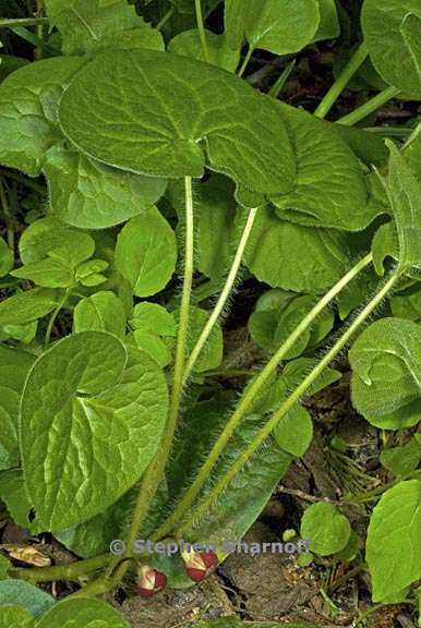 asarum lemmonii 1 graphic